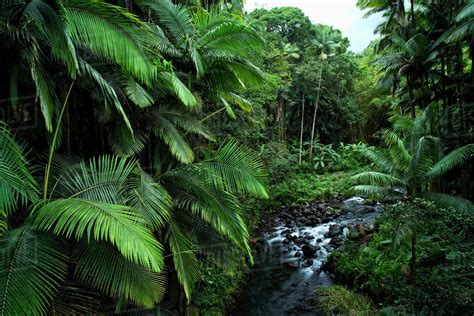 are rainforest in hawaii similar to asia